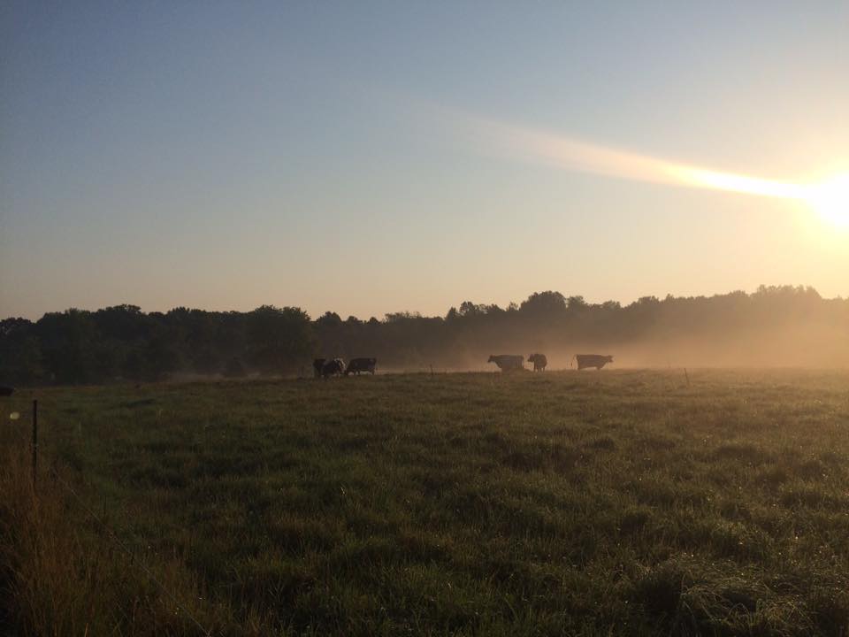 cows distilling sunlight