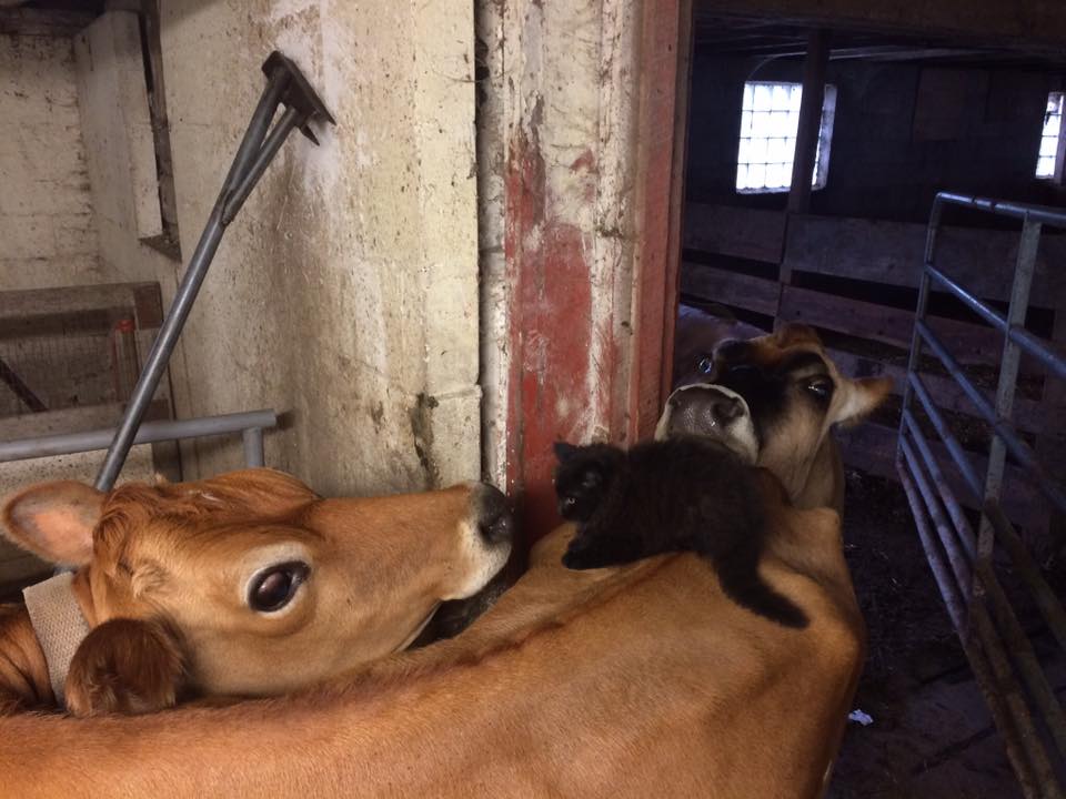Kitty Momo caught a ride into the milking parlor!