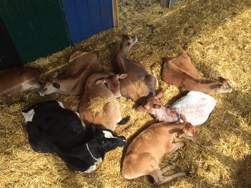 calf cuddle puddle