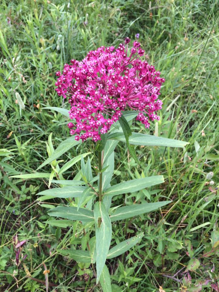 anyone know what this flower is?