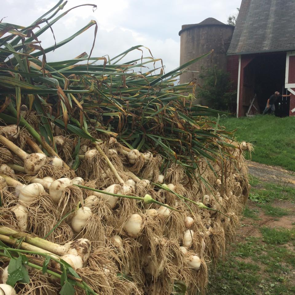  2017 garlic is out of the groun! &nbsp;Another beautiful harvest! 