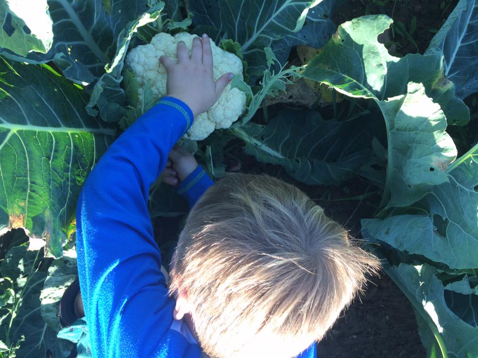  Otto harvesting cauliflower for our dinner 