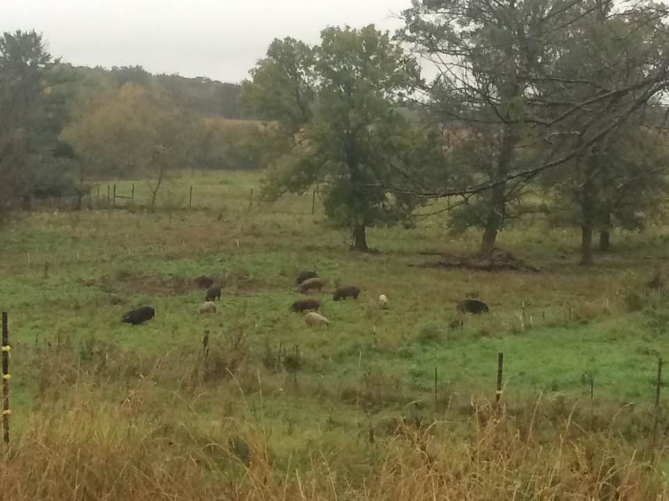  pigs on pasture 