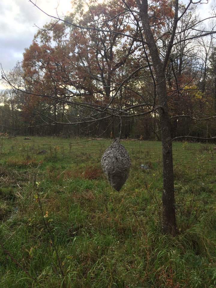  big wasp nest revealed when the leaves fell off the tree 