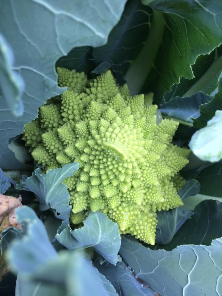  most beautiful vegetable? 