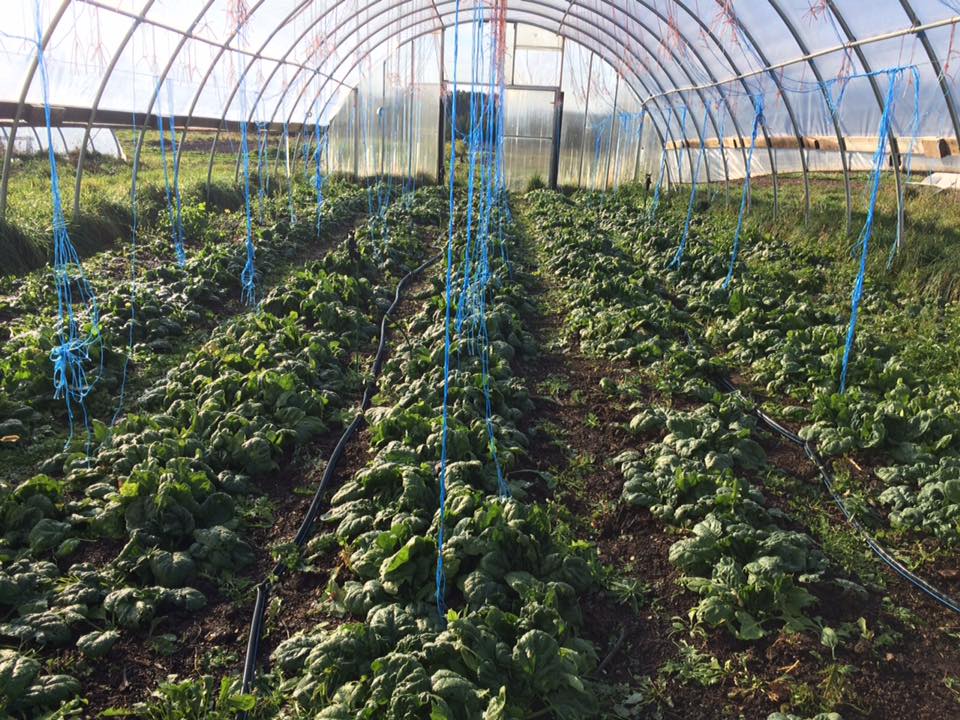  green house spinach 