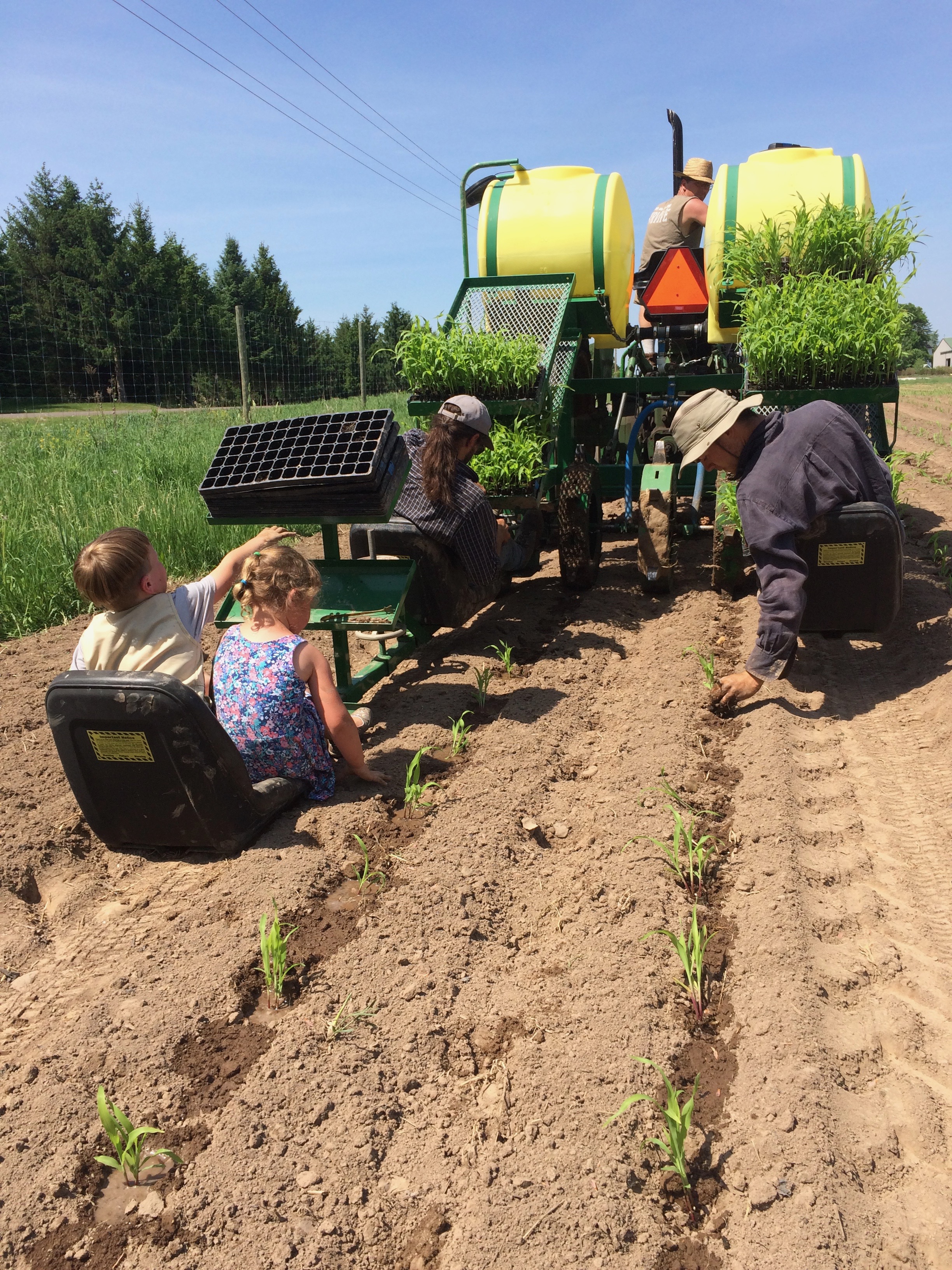  transplanting sweet corn 