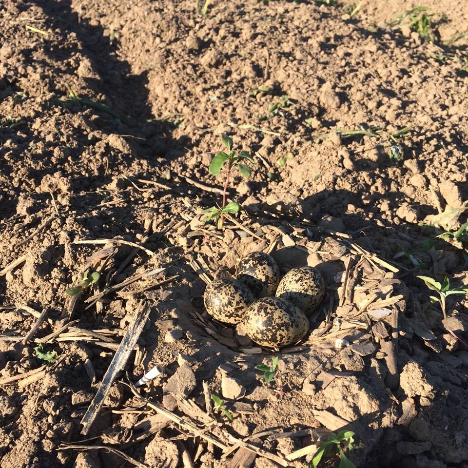  Killdeer nest means 1 bed out of production 