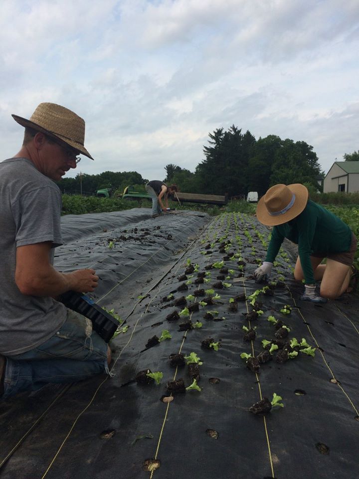  planting on landscaping fabric lets us disturb the soil less and makes weeding a lot less difficult.  And we can re-use it over and over! 