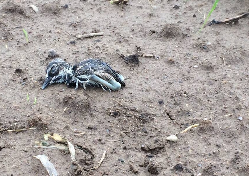  baby Killdeer hatched while cilantro was being harvested a few beds away! This one was a little bit away from the nest, but it’s parent rounded it up and brought it back to the nest.  Killdeer are incubated and cared for after hatching by both paren