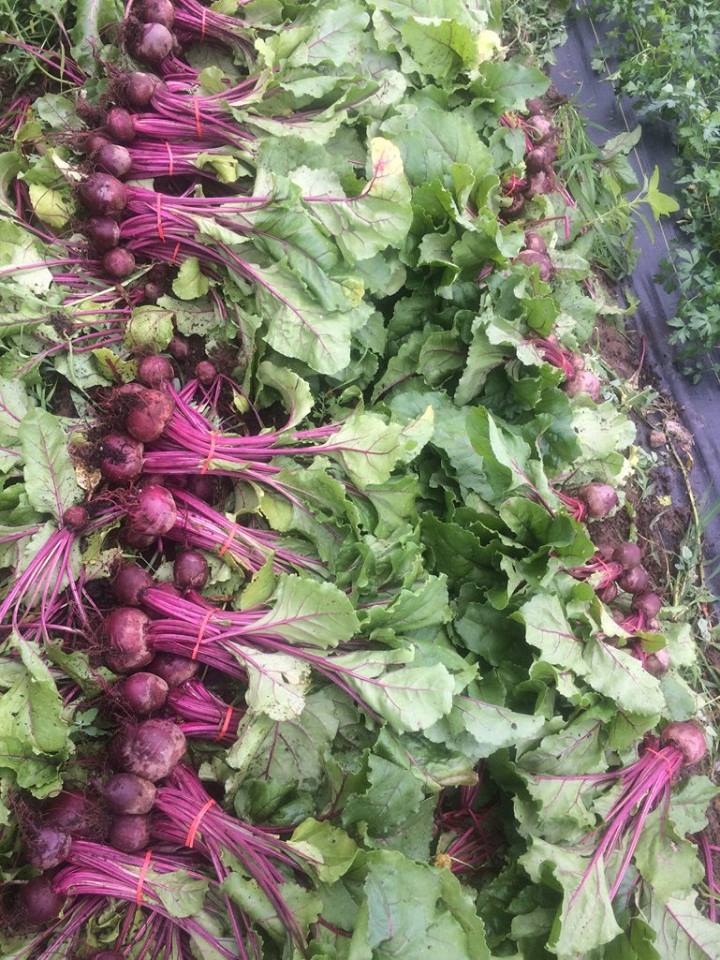  more and more and more beets! 