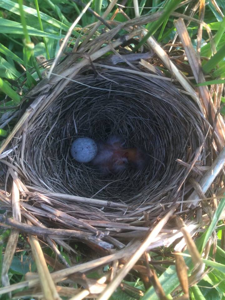  Red Wing Blackbird nest in some tall pasture grass 