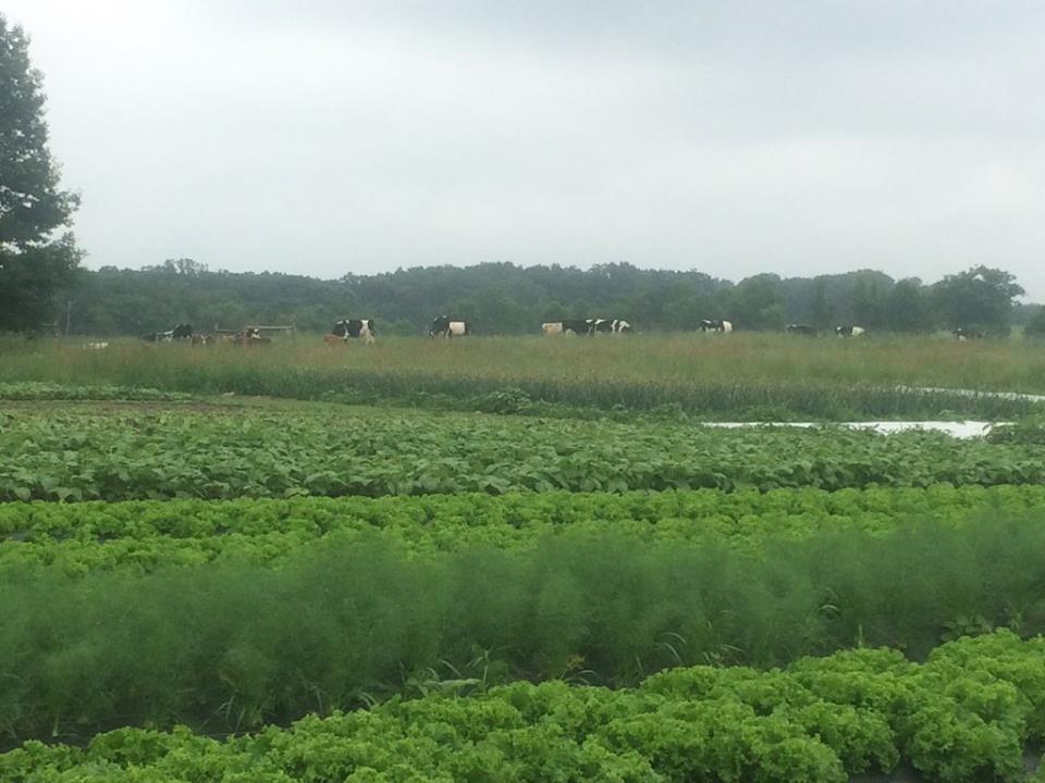  cows grazing in pasture near veggie fields 