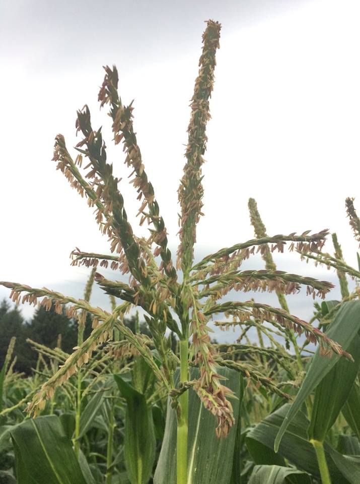  corn tassels 