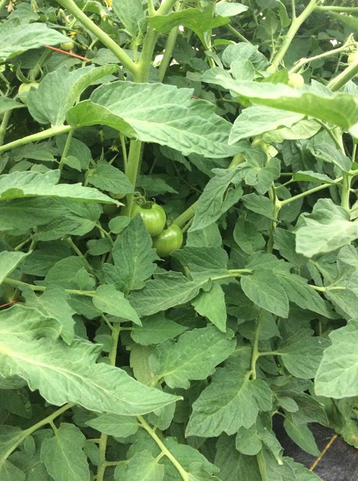  green tomatoes on gorgeous green plants 