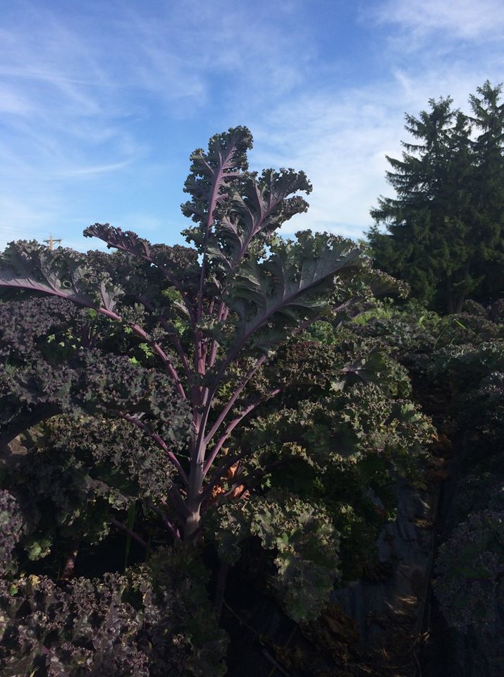  I think this purple kale plant might catch up to the height of the pine tree you see growing behind it. 