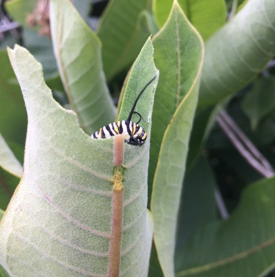 Monarchs Munching Milkweed 