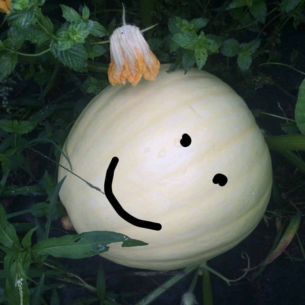  Giant pumpkin update 
