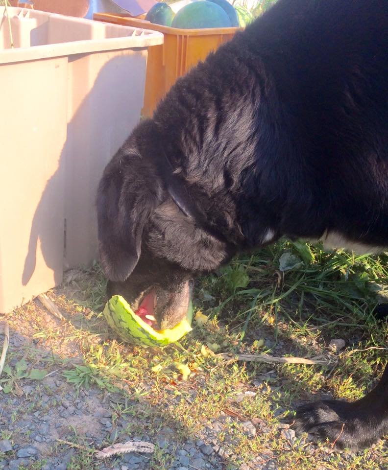  Buster eating watermelon 