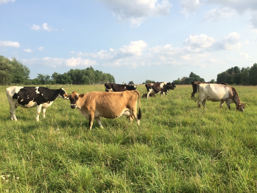  Queens of the farm! 