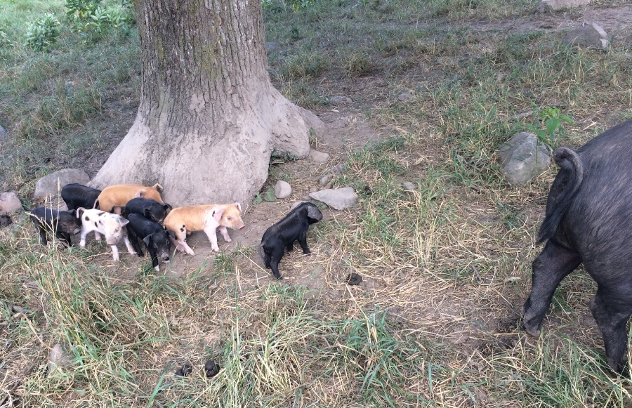  a surprise litter of piglets brings lots of delight and a little dismay to the farm… 