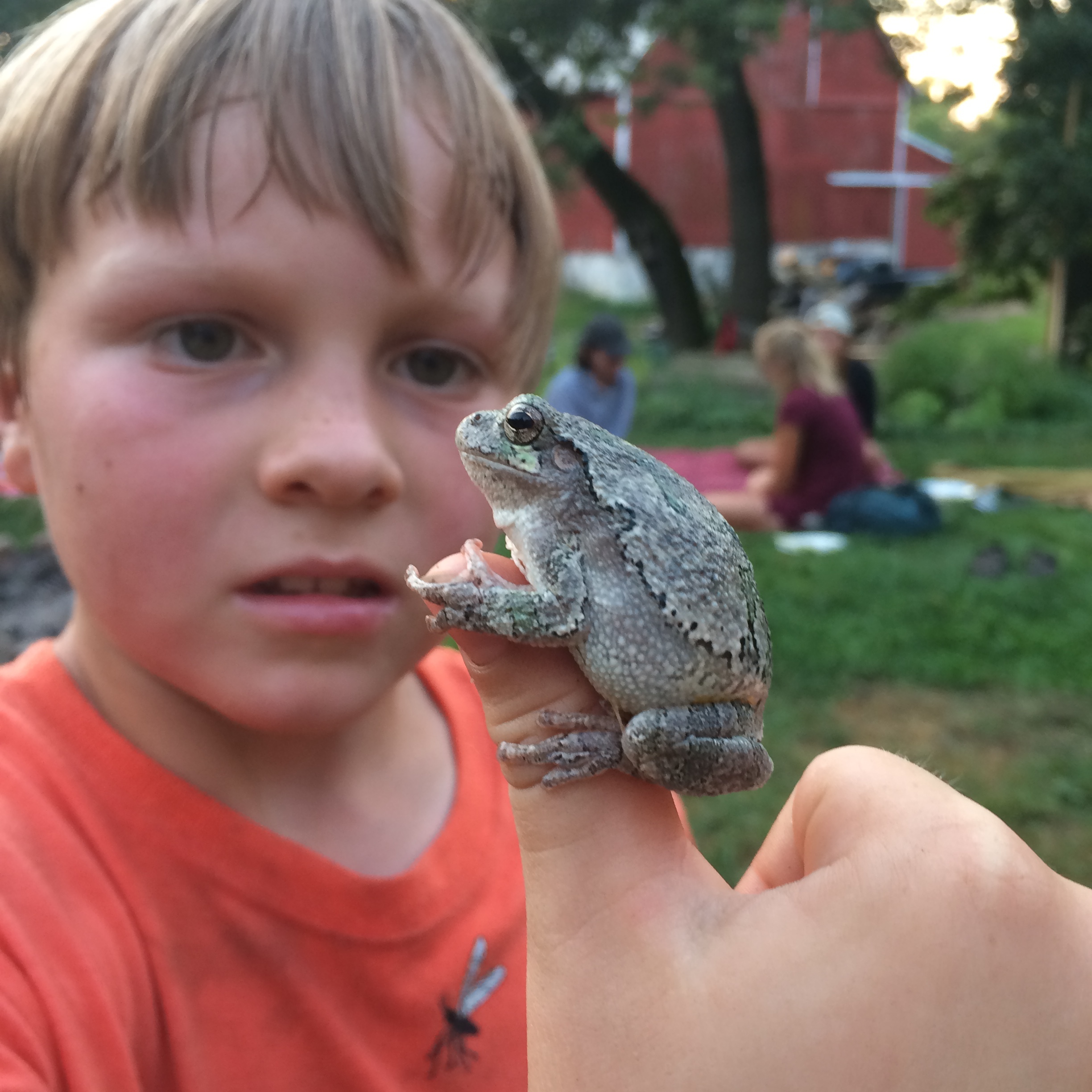  Tree Frog Friend 