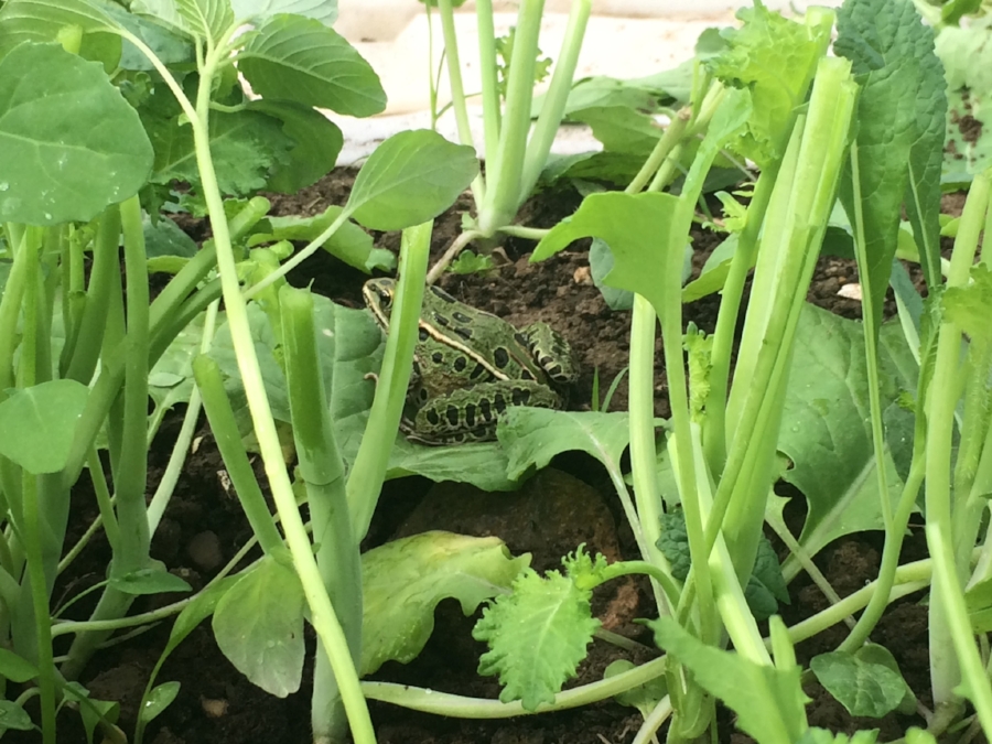  leopard frog friend in the greens 