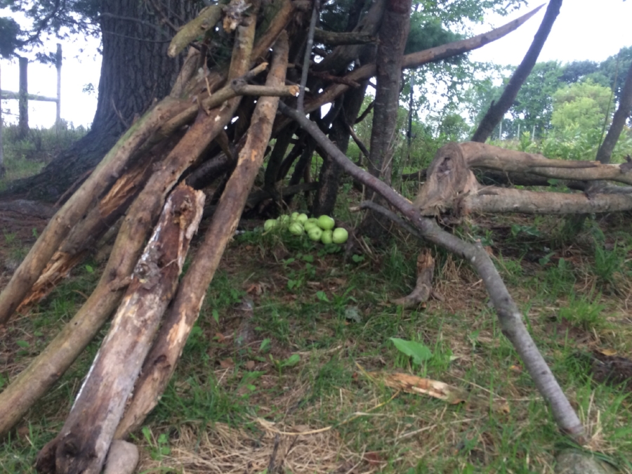  Otto’s stick fort and some wild apples 