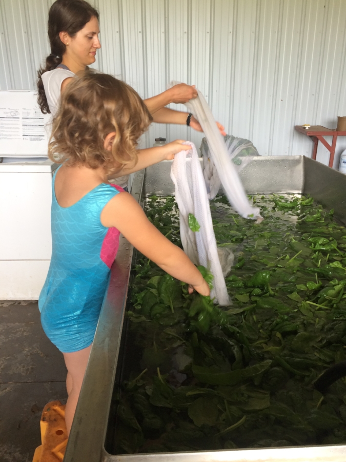  Sadie and Hannah washing greens 