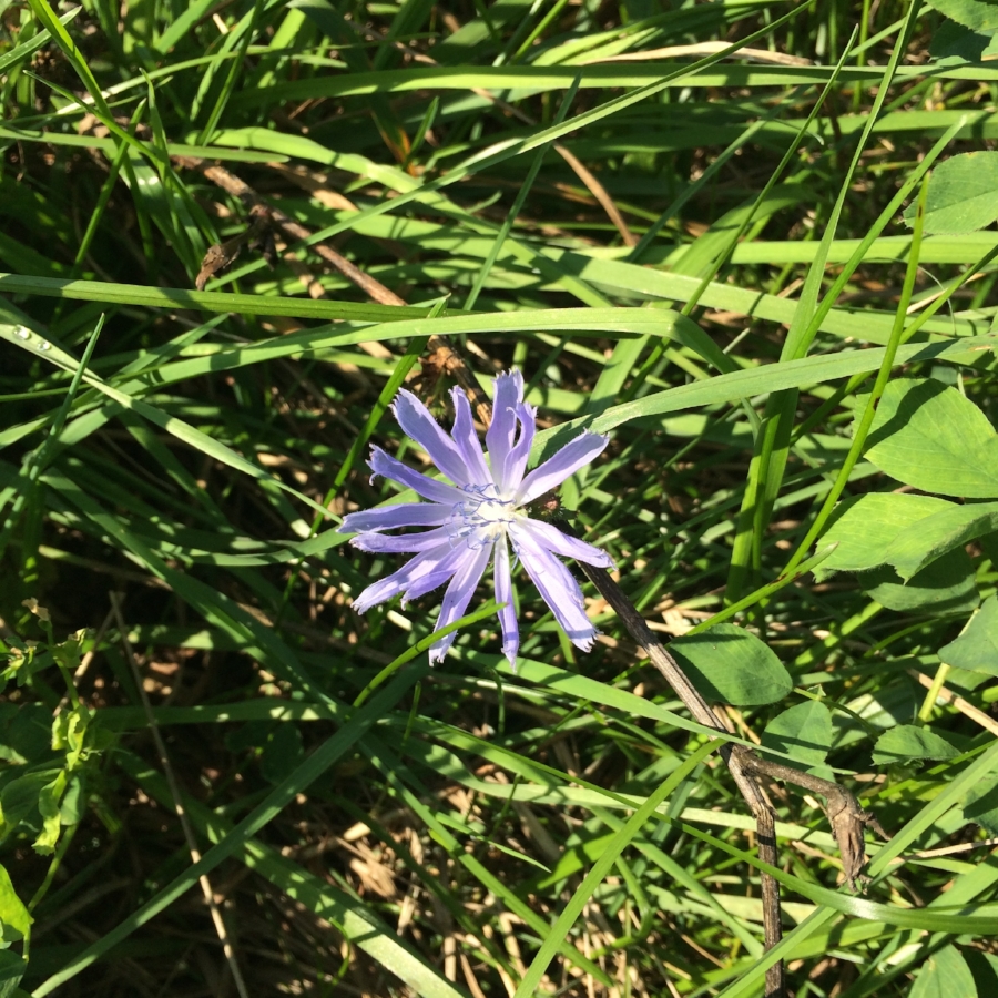  Chickory in the pasture 