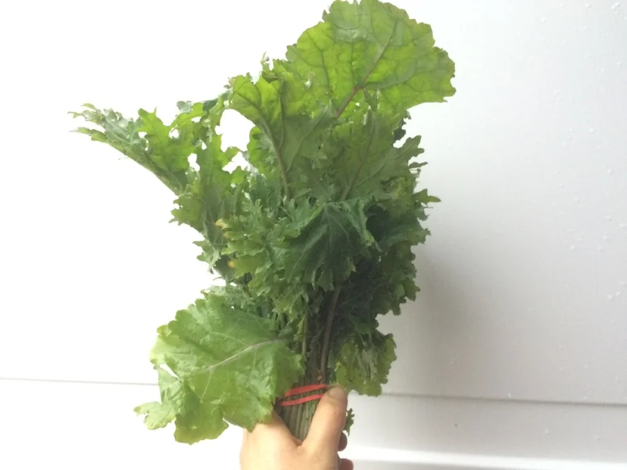  Red Russian Kale 