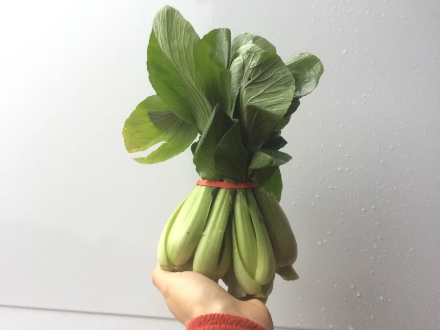  Baby Pac Choi 