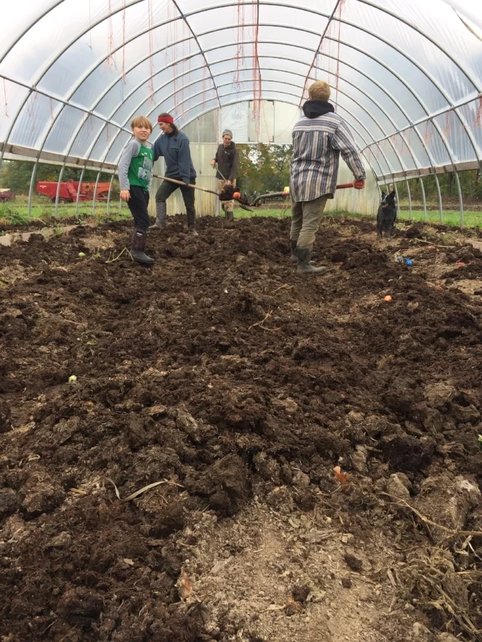  spreading beautiful farm made compost in the hoop house for next season 