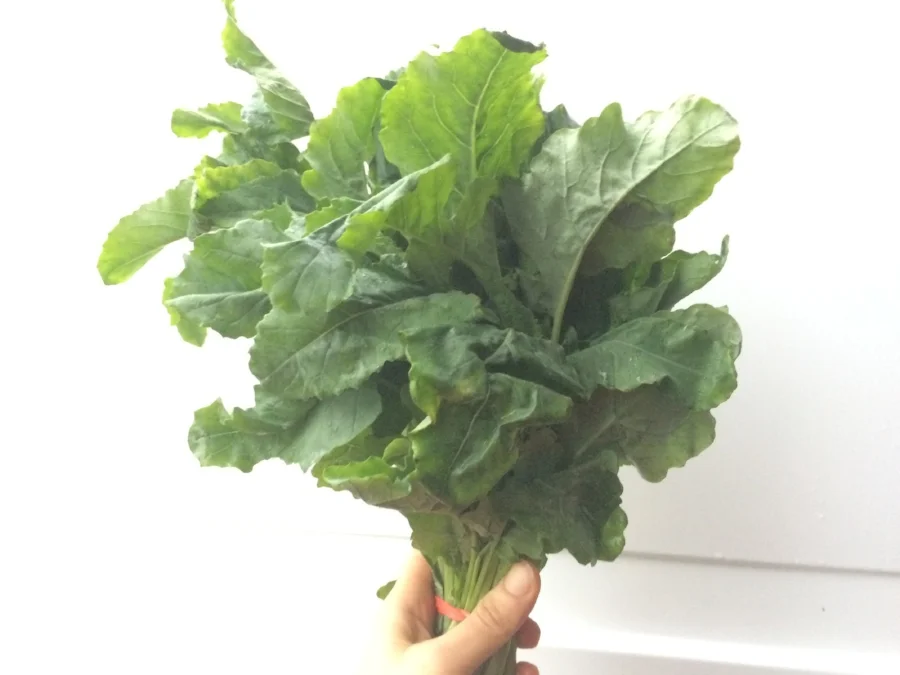  leaf broccoli 