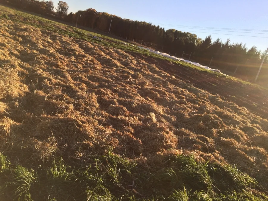  all tucked in for the winter under a bed of straw mulch 