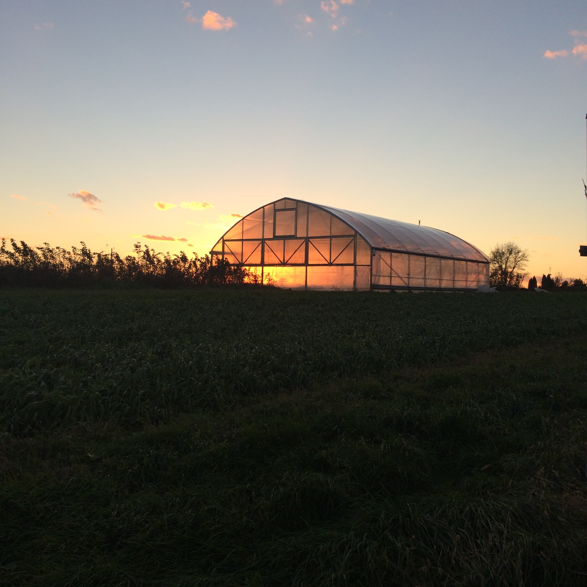  sunlight through a hoop house at A to Z Pizza in Stockholm 