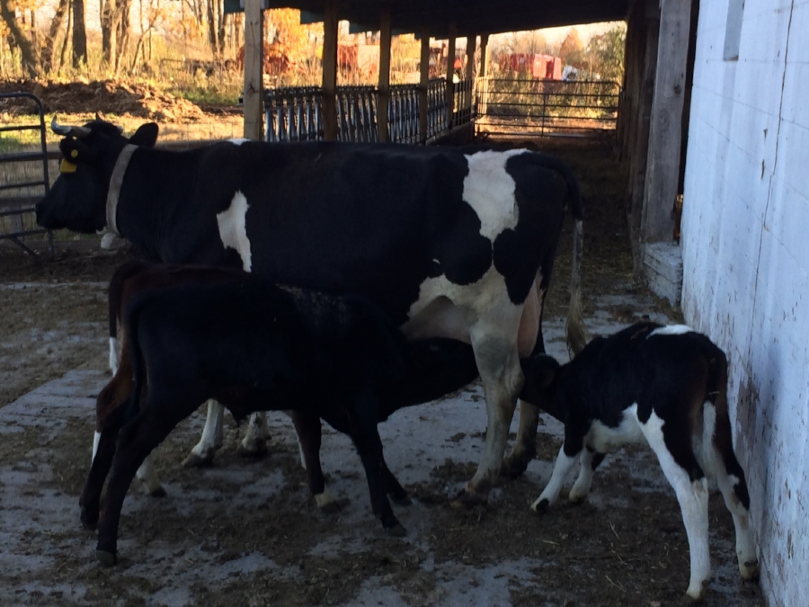  a big success this season: moving from bottle feeding to nurse cows &lt;3 