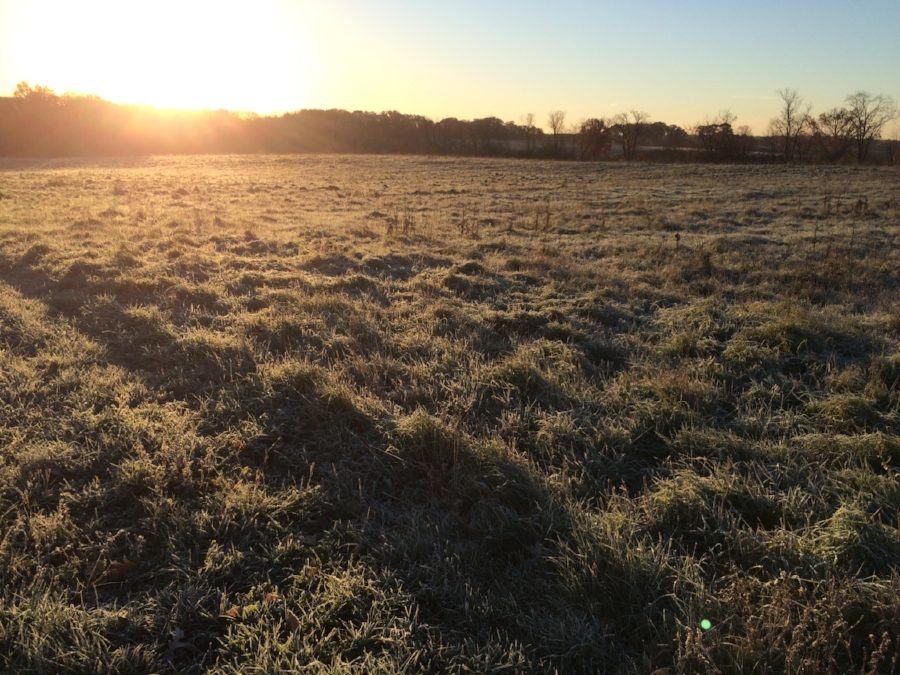  frost sweetened grass 