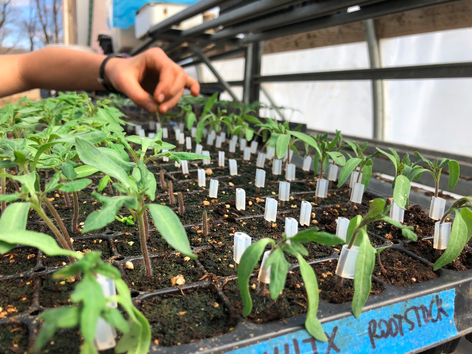  always improving - this year we are grafting tomatoes! 