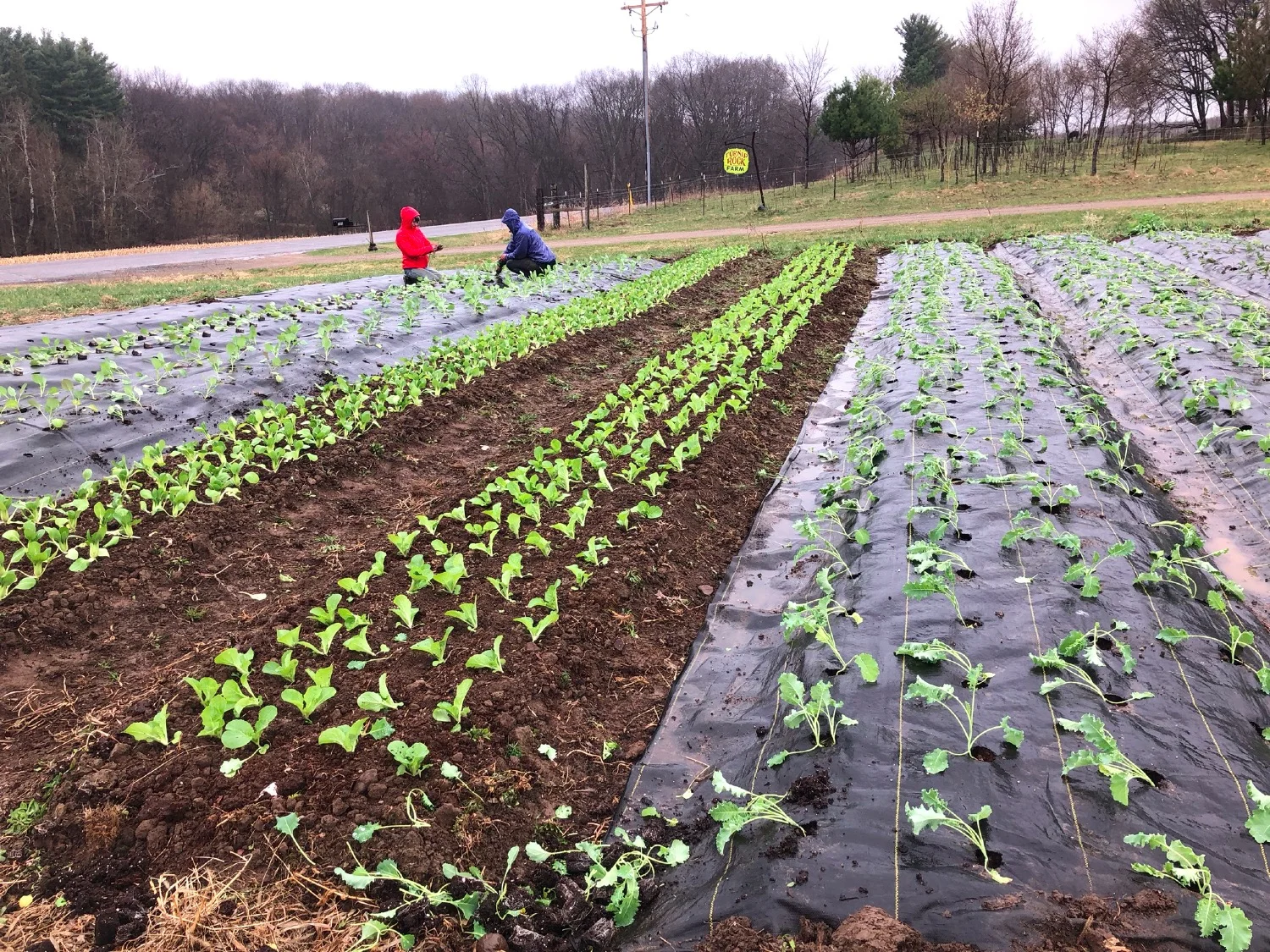  Our crew working hard to get plants into the ground 