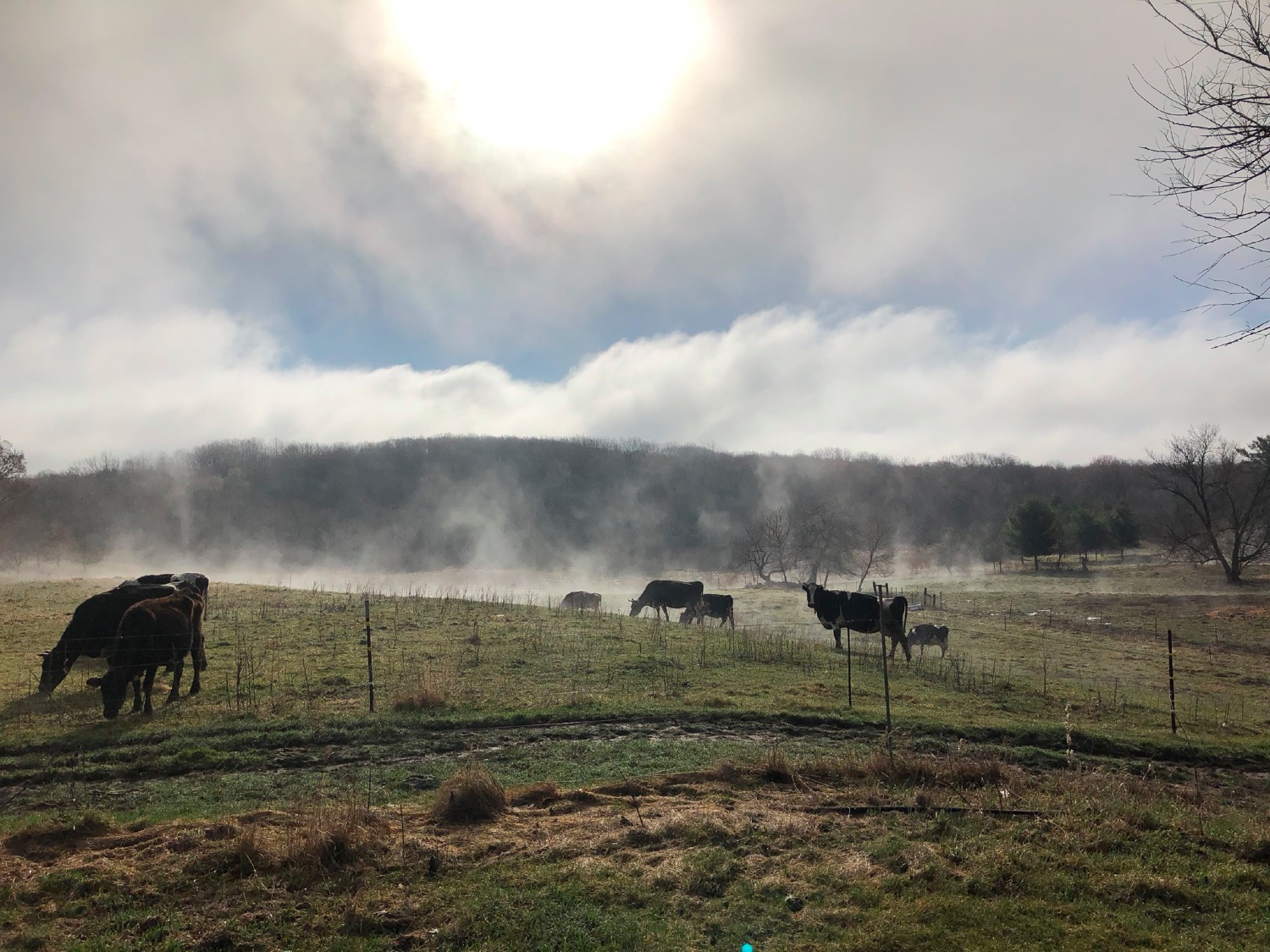  cows enjoying a misty morning 