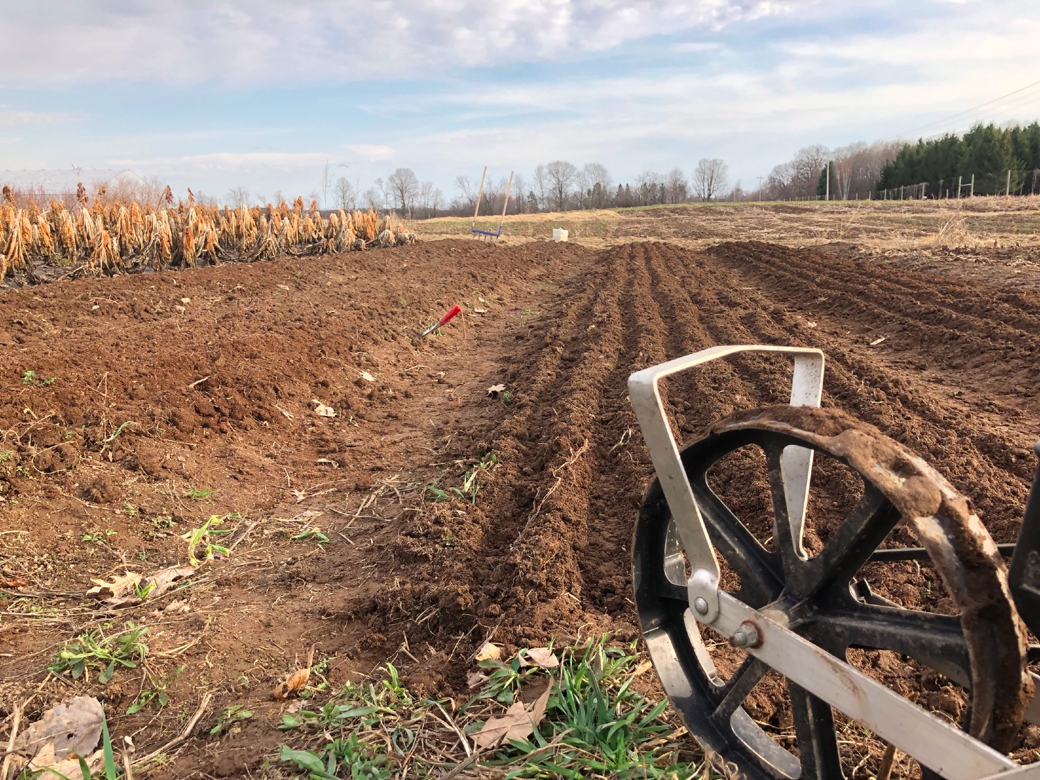  Spinach seeding time 