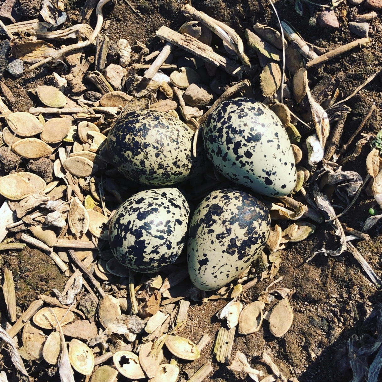  another killdeer nest for us to work around this Spring :) this nest is lined with squash seeds! 