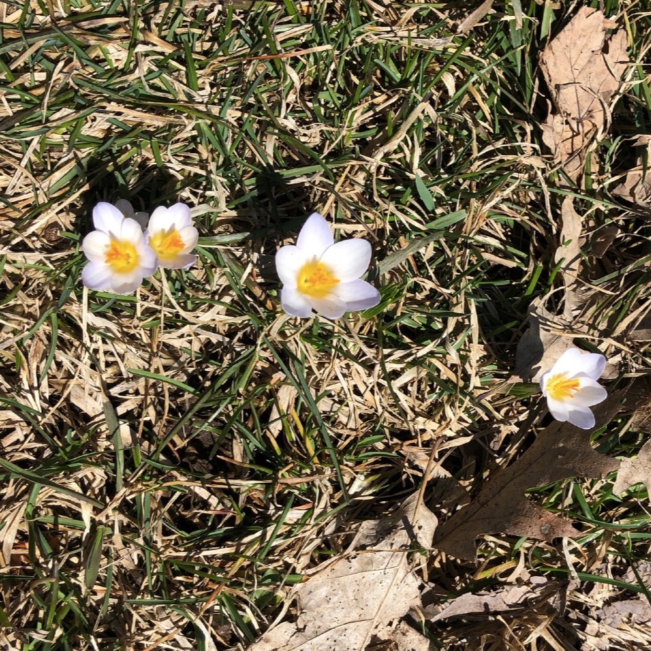  Crocuses giving a sunny smile 