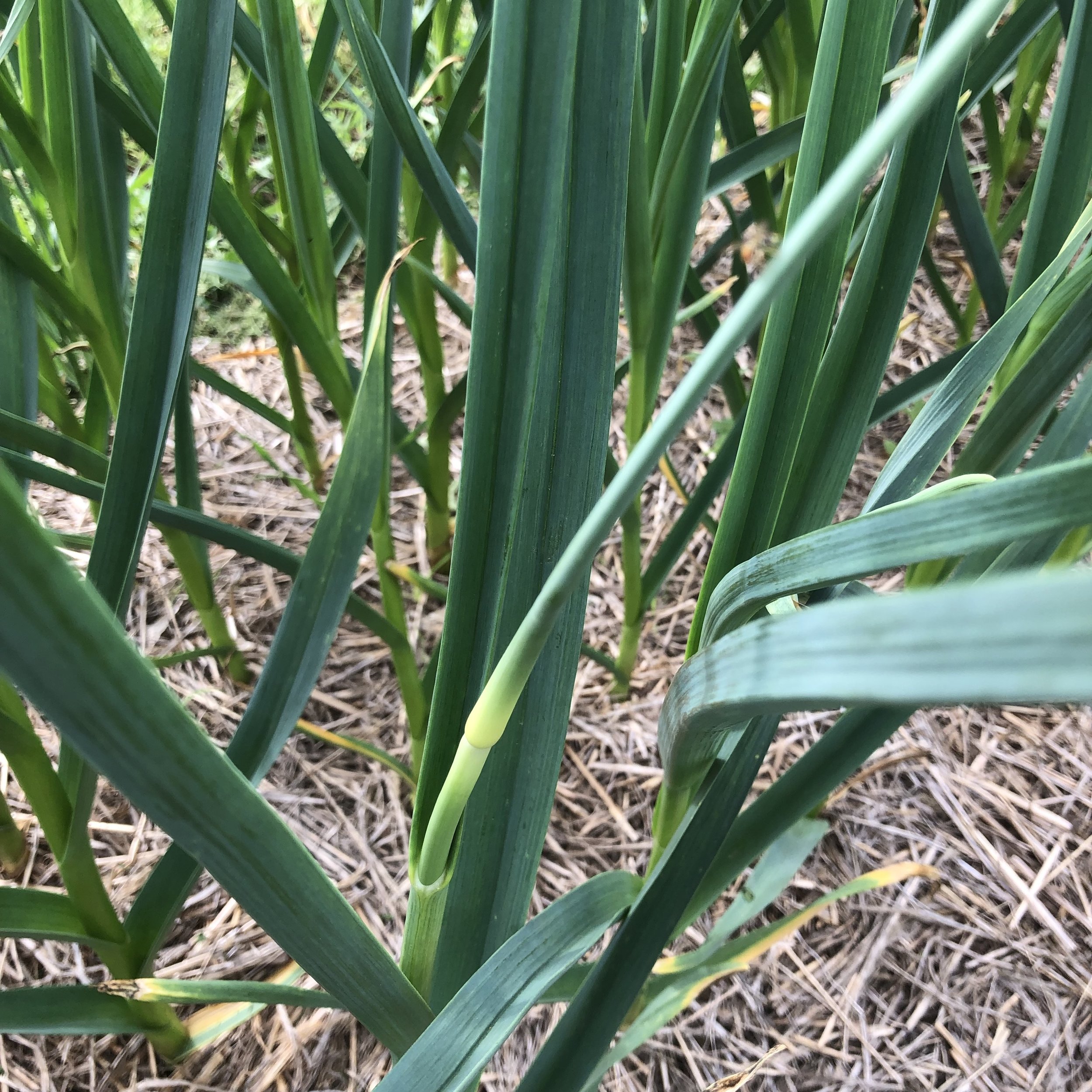  garlic scapes next week! 