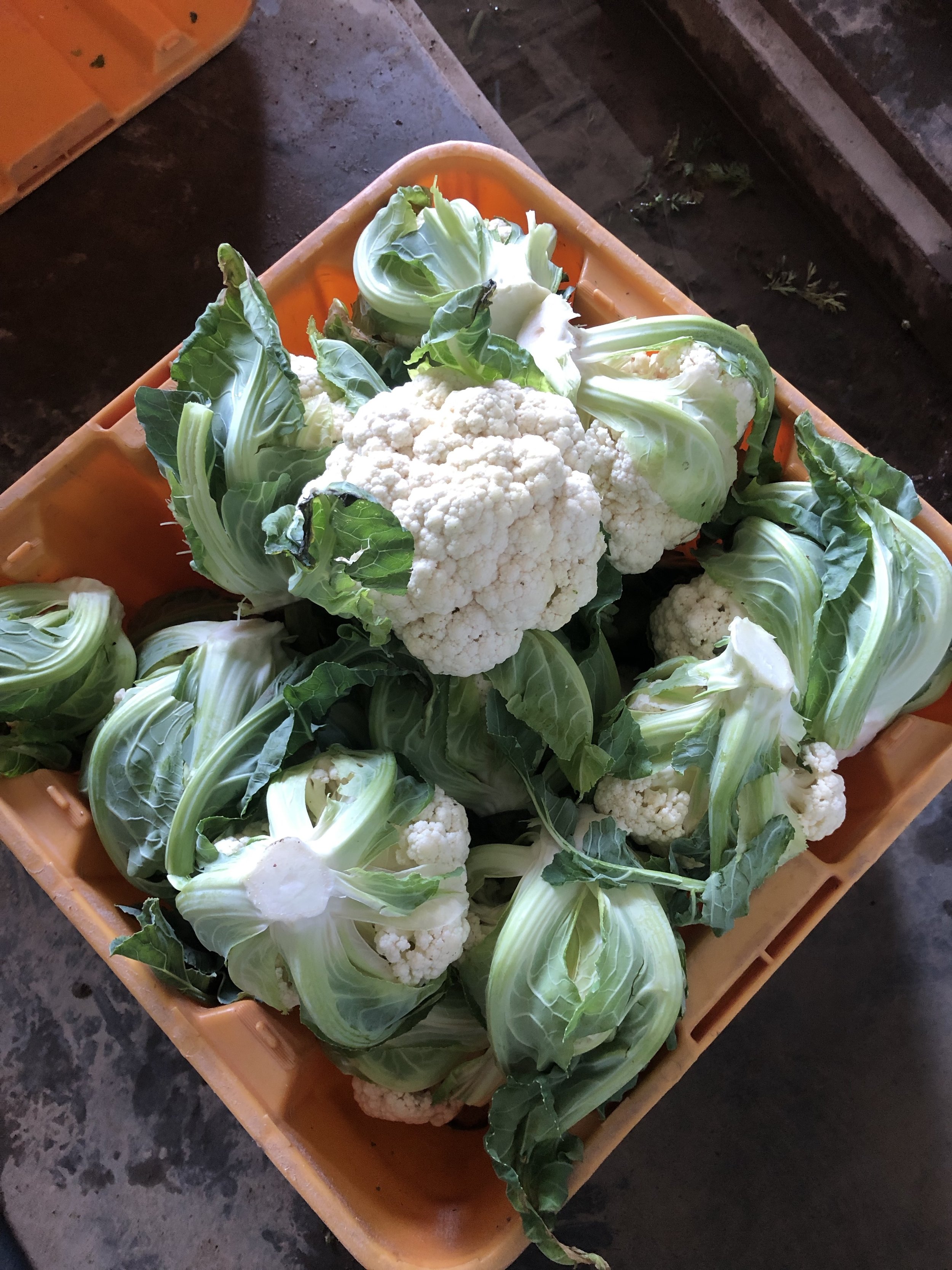  welcome to the box, Cauliflower! 