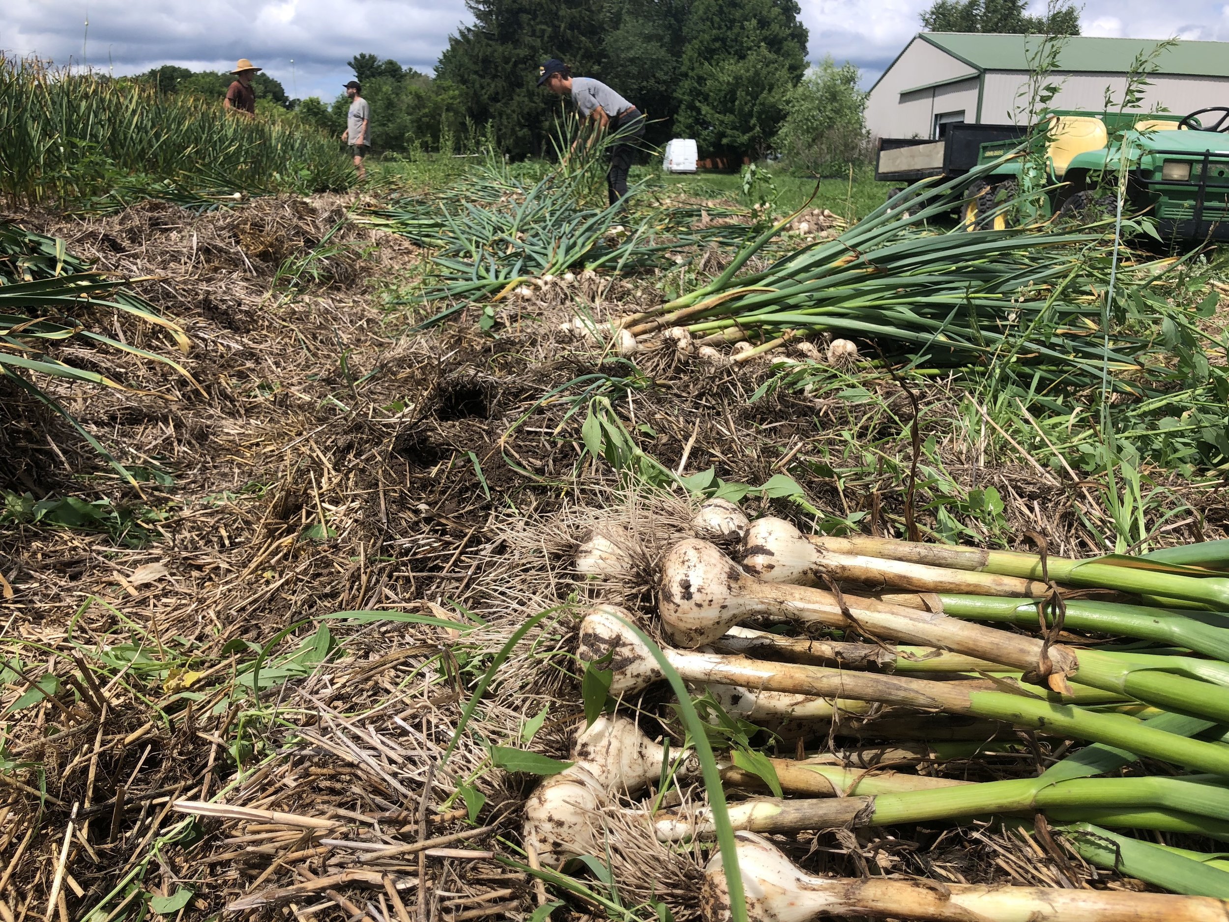 Garlic Harvest 2019! 