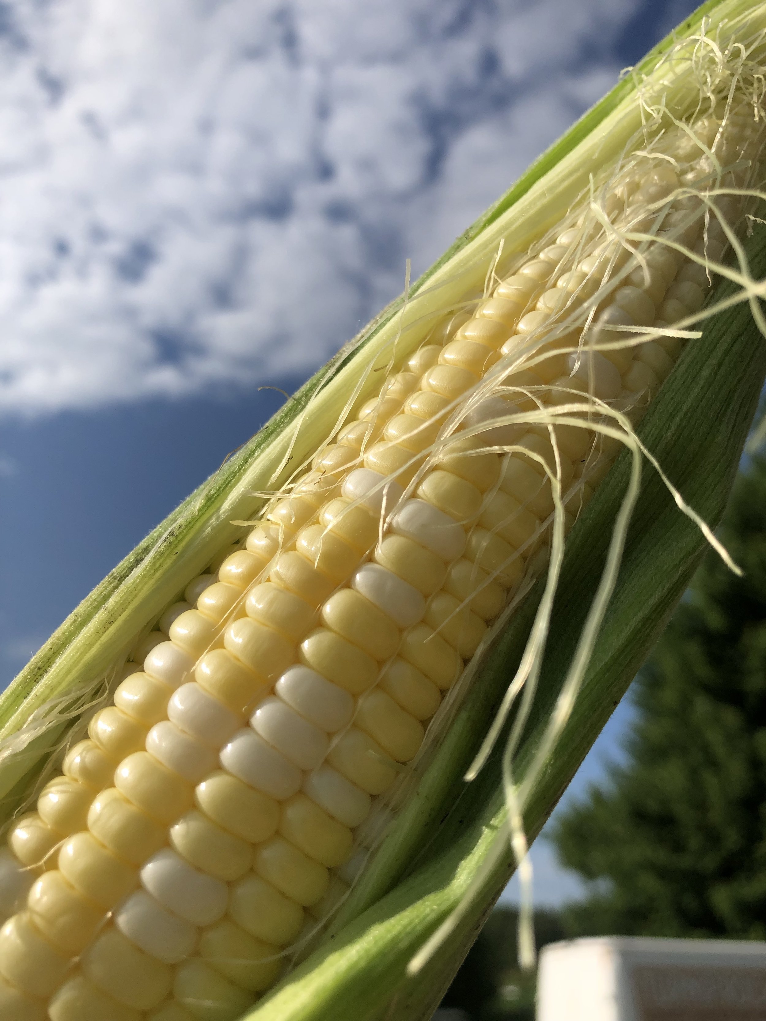  Beautiful sweet corn! 