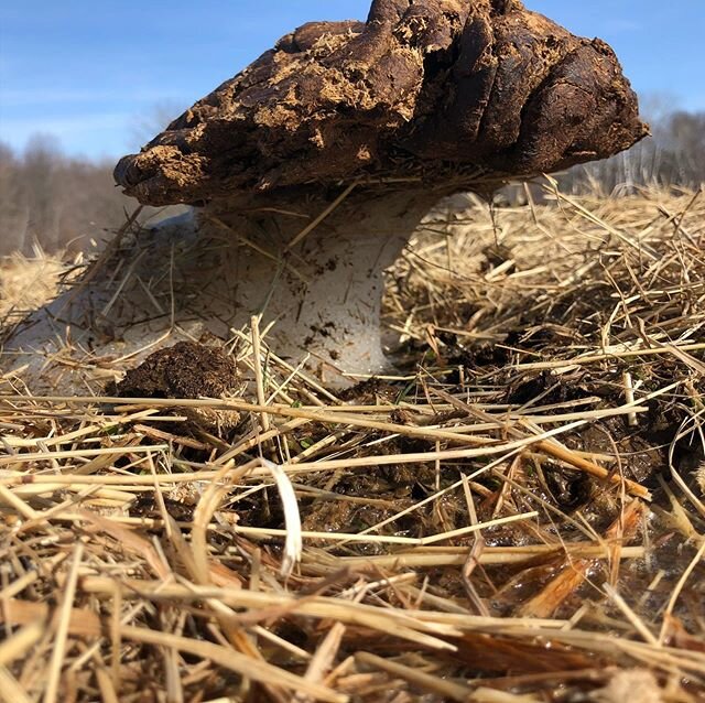 Here&rsquo;s a cow pie balancing on a pile of snow.