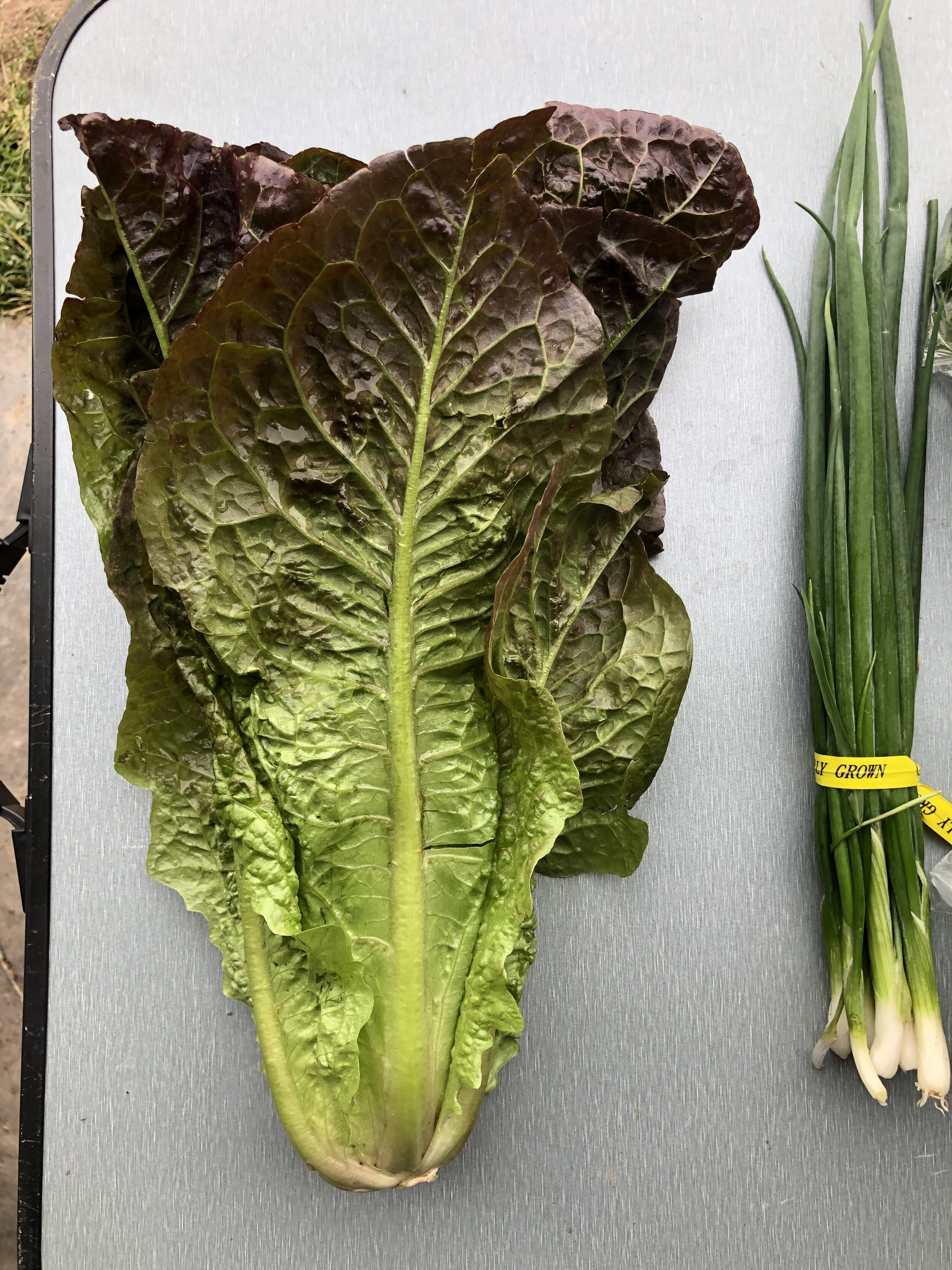 Red Romaine